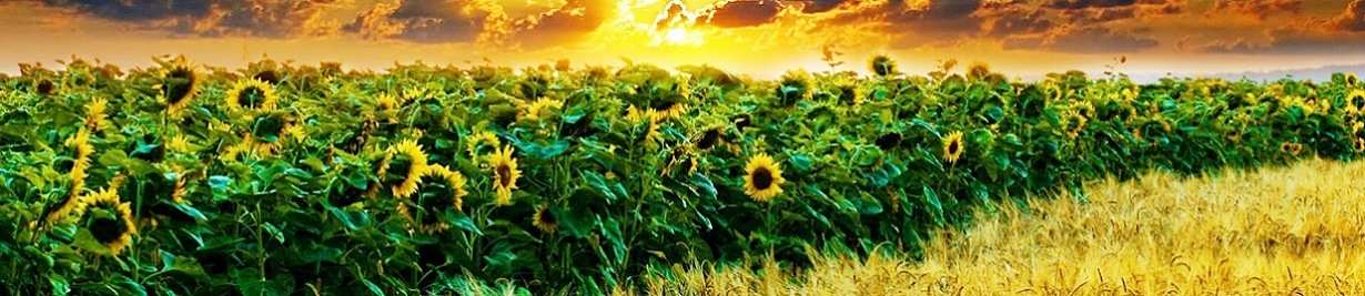 ,   ,    ,  ,  , AGRIBUSINESS SUNFLOWER, BUSINESS ON SEMENES OF SUNFLOWER, EARTH FOR GROWING SUNFLOWER SEEDS, PRODUCTION OF SUNFLOWER SEEDS
