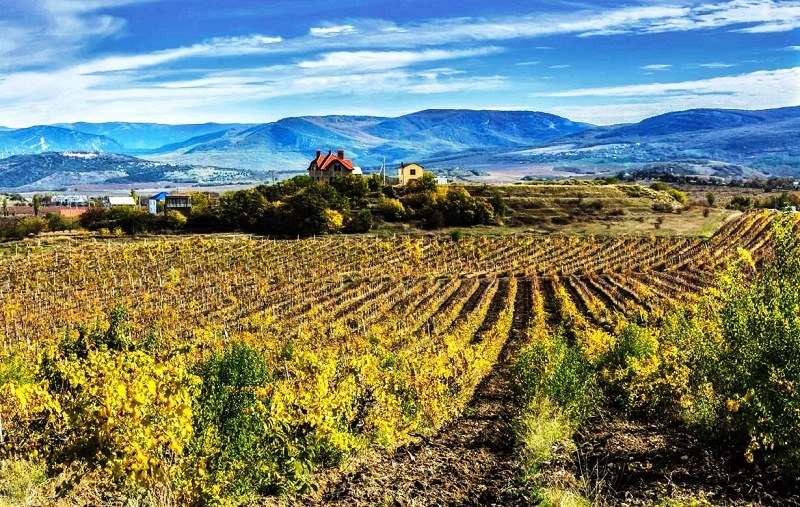 Покупка винзавода, винодельческого предприятия в Краснодарском крае является выгодной инвестицией, окупаемость которой может быть достигнута в короткие сроки