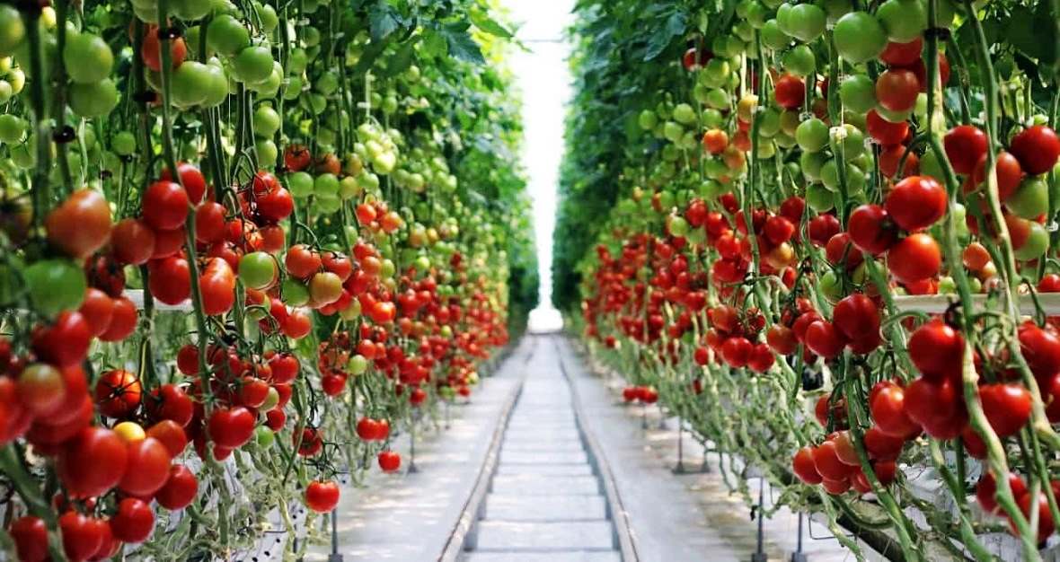 SALE OF FARMS AND GREENHOUSES IN THE KRASNODAR TERRITORY, We sell in-the-Krasnodar-Territory  livestock farms, vineyards, orchards, irrigated agricultural land, agricultural land, goat farms, sheep farms, greenhouses, poultry farms, land plots for farms