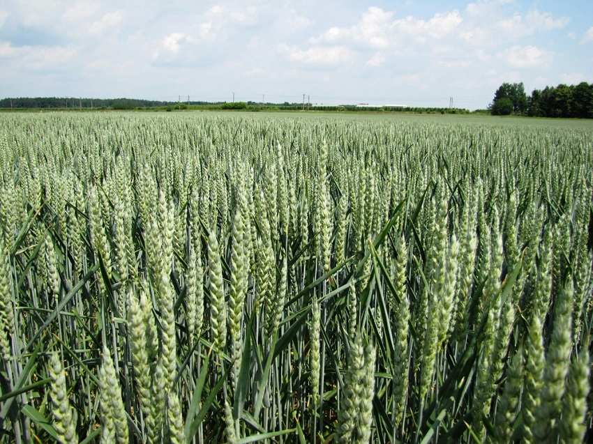 ,   ,    ,  , AGRIBUSINESS WHEAT, BUSINESS ON WHEAT, EARTH FOR GROWING WHEAT, WHEAT PRODUCTION