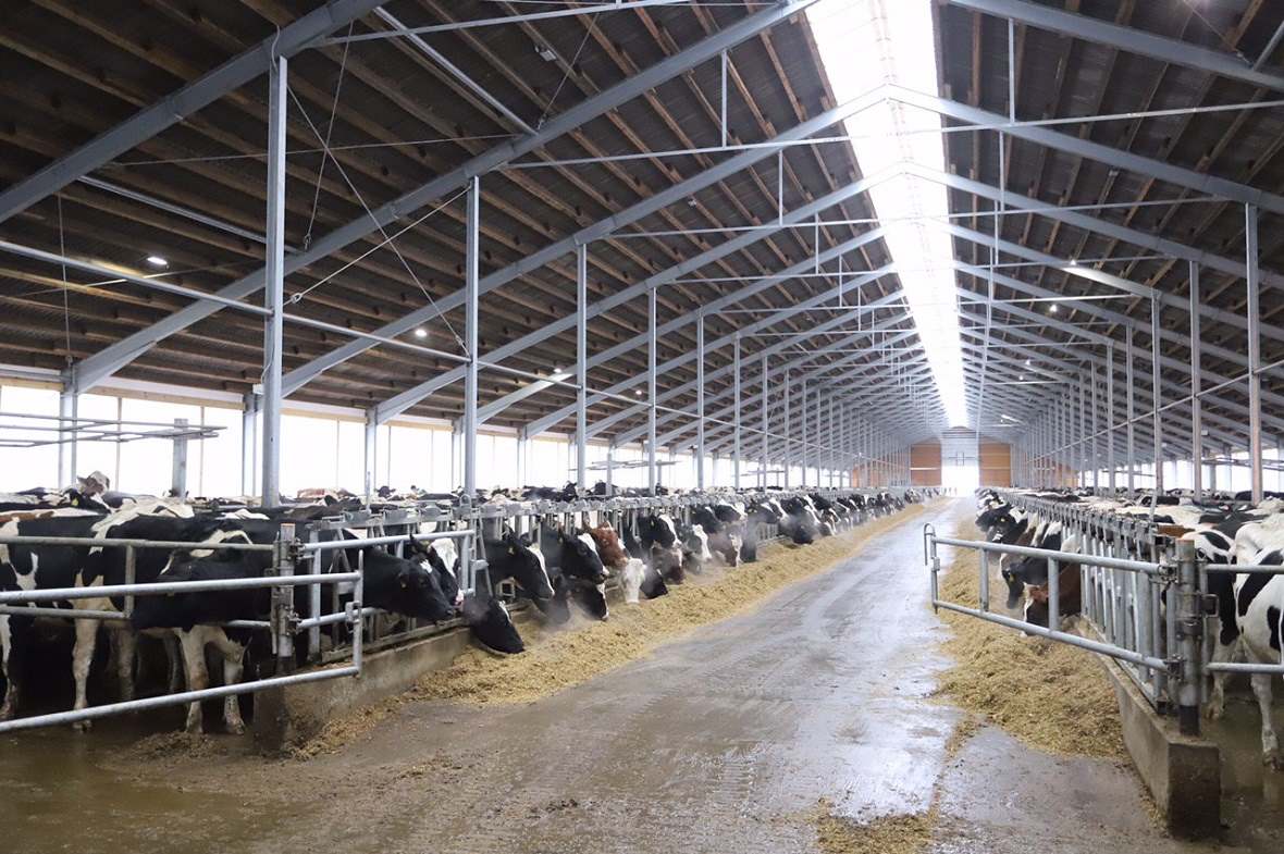  ,  60 . ,   , ,    , FOR SALE AGROHOLDING, AGRICULTURAL LAND 60 THOUSAND GA, CATTLE FARMS, MEAT PRODUCTION, MILK PRODUCTION IN RUSSIA