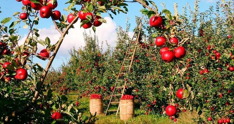 Продажа садов в Краснодарском крае