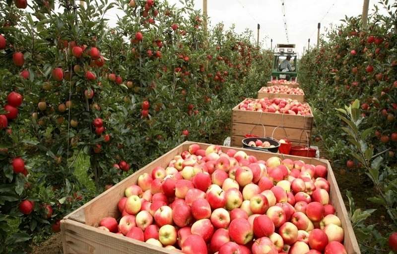 Продажа садов в Краснодарском крае