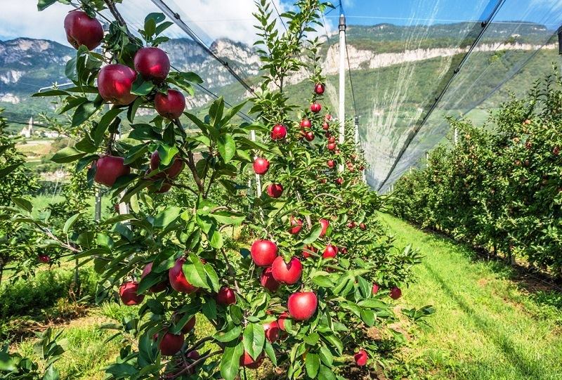 ЦЕНЫ НА ПЛОДОНОСЯЩИЕ ФРУКТОВЫЕ САДЫ В КРАСНОДАРСКОМ КРАЕ, ЦЕНЫ НА САДОВОДЧЕСКИЕ ХОЗЯЙСТВА, ЦЕНА ПЛОДОНОСЯЩИХ ФРУКТОВЫХ САДОВ, ЦЕНА СЕЛЬХОЗ ЗЕМЛИ ДЛЯ САДОВОДСТВА, КРАСНОДАРСКИЙ КРАЙ