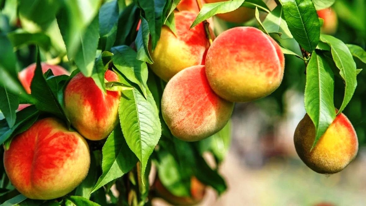 ��������� ������ �� ���, ������������ ����, ������������� ��������� � ������������� ����, ������ �� �������, ������� ������������ ����������, ����������� ��������� �����, ������������� ��������, ��������� ������� ��������������������� ���������� ��� ����������� �����, ������ � ������ ����� ���������� �� ����������� ����������, ������������� ��������, ������� � ����� ����������, ����������� ��������� ����� �� ��� ������ 