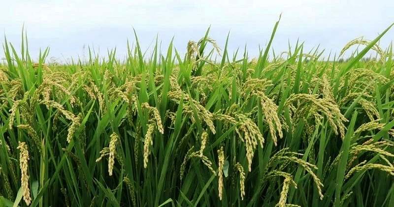 Рисовые заводы, переработка риса-сырца, рисоводство, предприятия по переработке риса-сырца в Краснодарском крае