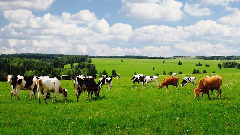 ПРОДАЖА СЕЛЬХОЗЗЕМЛИ ДЛЯ ФЕРМЕРСКИХ ХОЗЯЙСТВ КРАСНОДАРСКОГО КРАЯ