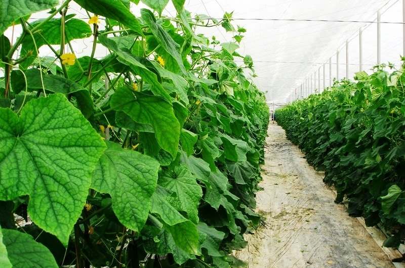 Продажа теплиц, тепличных хозяйств на юге России