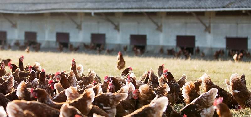 Продажа птицефабрик, птицеферм на юге России