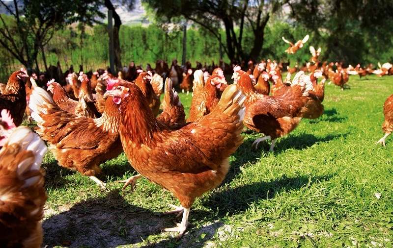 ПРОДАЖА БИЗНЕСА ПО ВЫРАЩИВАНИЮ ЯЙЦЕНОСНЫХ КУР, ПРОИЗВОДСТВУ КУРИНЫХ ЯИЦ В КРАСНОДАРСКОМ КРАЕ, ОРГАНИЗАЦИЯ БИЗНЕСА ПРОИЗВОДСТВО КУРИНОГО ЯИЦА, ВЫРАЩИВАНИЕ ЦЫПЛЯТ, БИЗНЕС КУРИНАЯ ФЕРМА, ПРОИЗВОДСТВО МЯСА ЦЫПЛЯТ БРОЙЛЕРОВ НА ЮГЕ РОССИИ