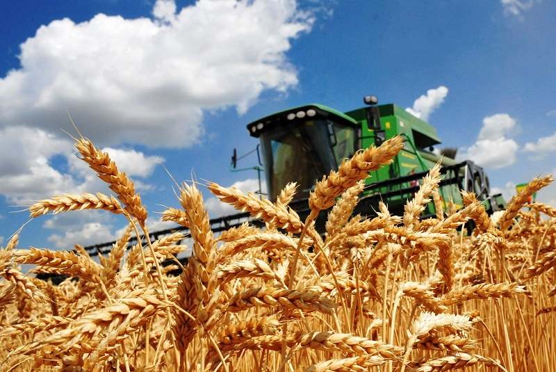 КУБАНЬ ЖИТНИЦА РОССИИ, ВЫРАШИВАНИЕ ПШЕНИЦЫ, КУКУРУЗЫ, СЕМЕЧКИ В КРАСНОДАРСКОМ КРАЕ, ПРОИЗВОДСТВО МУКИ, ХЛЕБА, РАСТИТЕЛЬНОГО МАСЛА, ПЕРЕРАБОТКА СЕЛЬСКОХОЗЯЙСТВЕННОЙ ПРОДУКЦИИ НА ЮГЕ РОССИИ