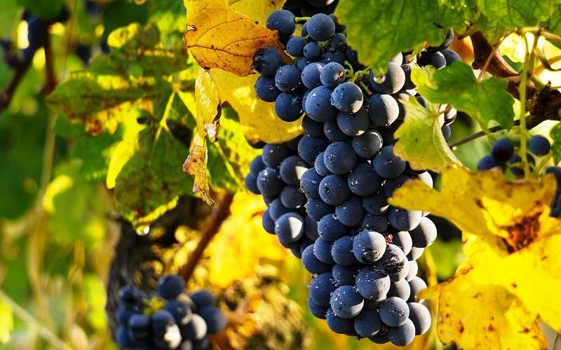 ПРОДАЖА ВИНОГРАДНИКОВ, ВИНЗАВОДОВ В КРАСНОДАРСКОМ КРАЕ