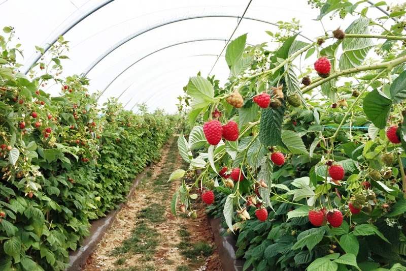 ПРОДАЖА ПЛАНТАЦИЙ МАЛИНЫ, МАЛИННИКОВ, КУПИТЬ ГОТОВЫЙ МАЛИННИК В КРАСНОДАРСКОМ КРАЕ, БИЗНЕС НА МАЛИНЕ, ГОТОВЫЕ МАЛИННИКИ, ФЕРМЫ ПО ВЫРАЩИВАНИЮ МАЛИНЫ, ХОЗЯЙСТВА ПО РАЗВЕДЕНИЮ МАЛИНЫ, ПЕРЕРАБОТКА МАЛИНЫ, Земли для выращивания малины, разведение малинника в Краснодарском крае, земли под выращивание малинников