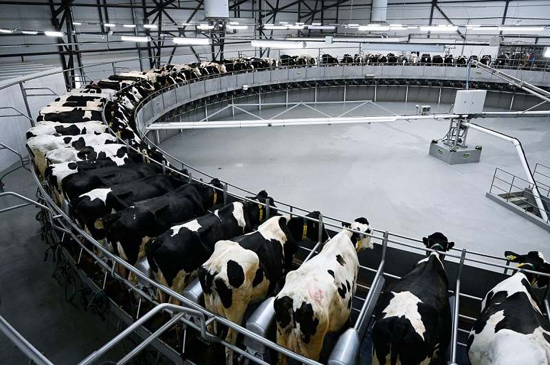 ПРОДАЖА БИЗНЕСА ПО ПРОИЗВОДСТВУ МОЛОКА СЫРЦА В КРАСНОДАРСКОМ КРАЕ, КУПИТЬ БИЗНЕС МОЛОЧНУЮ ФЕРМУ ПРОИЗВОДСТВО МОЛОКА, БИЗНЕСЫ ПО ВЫПУСКУ МОЛОЧНОЙ ПРОДУКЦИИ НА ЮГЕ РОССИИ