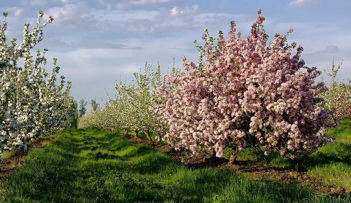 Фото Сад На Продажу