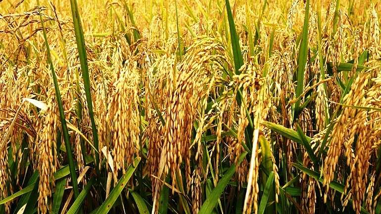 Выращивание риса на Кубани: Основным поставщиком риса в России является Краснодарский край.