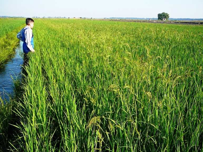 Выращивание риса как бизнес