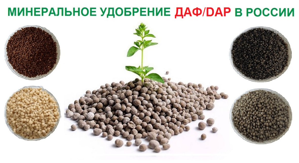   DAP  ,  ,  DAP  ,   , DAP    ,     , -  DAP,   ,  , DAP   ,   ,  ,  DAP   