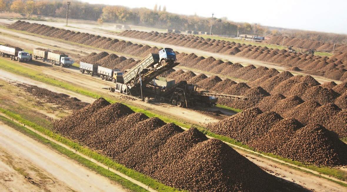 ПРОДАЖА ЖОМА СВЕКЛОВИЧНОГО ОПТОМ С САХАРНЫХ ЗАВОДОВ КРАСНОДАРСКОГО КРАЯ, купить жом свекловичный от производителей сахара на юге России, цены на жом свекловичный