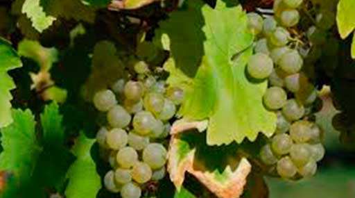ПРОДАЖА САЖЕНЦЫ ЛОЗЫ КОНЬЯЧНЫХ СОРТОВ ВИНОГРАДА, Colombard, Folle BlancheUgni, Ugni Blanc