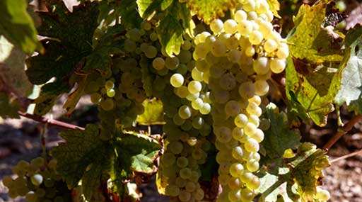 ПРОДАЖА САЖЕНЦЫ ЛОЗЫ КОНЬЯЧНЫХ СОРТОВ ВИНОГРАДА, Colombard, Folle BlancheUgni, Ugni Blanc