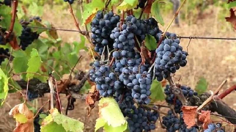 Реферат: История виноделия