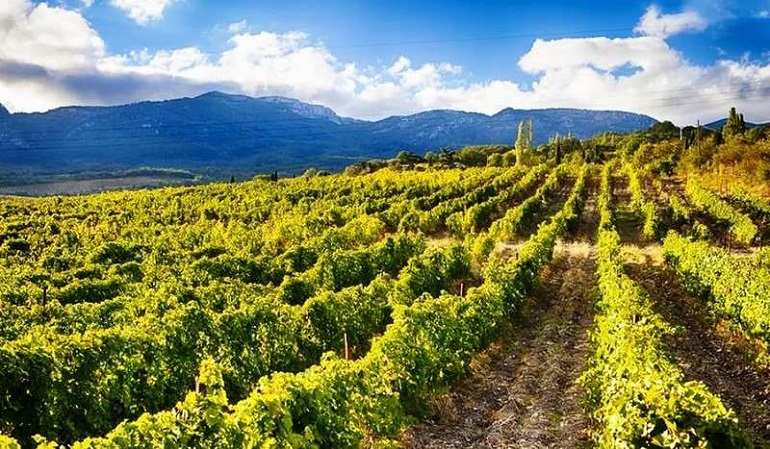 Виноград Крыма Фото Виноград Крыма Фото