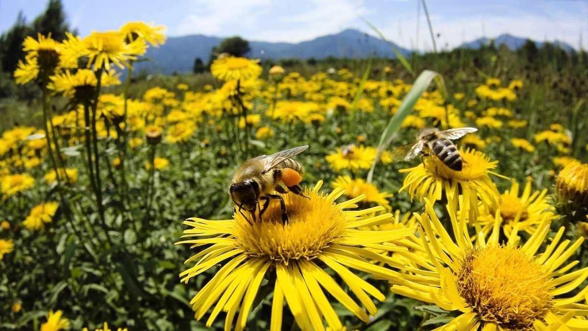 РОЗНИЧНАЯ И ОПТОВАЯ ТОРГОВЛЯ МЕДОМ СОБСТВЕННОГО ПРОИЗВОДСТВА