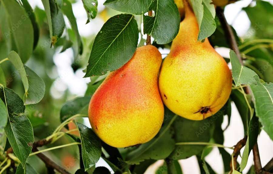 ПРОДАЖА ПЛОДОНОСЯЩИХ ВИНОГРАДНИКОВ, МОЛОДЫХ ФРУКТОВЫХ САДОВ В КРАСНОДАРСКОМ КРАЕ, Сорта Цитрон Магарача, Рубин Голодриги, продажа виноградников Сорта Мускат Оттонель, Ркацителли, Рубин Голодриги, Саперави, Монарх Германия, продажа виноградников Сорта Шпатбургундер Пино-Нуар немецкой селекции, Красностоп Золотовского, Каберне-Совиньон, Шираз Сира, Санджовезе, Рислинг, Бастардо Магарача, Мерло, Оницканский белый, ВИНОГРАДНИКИ, САДЫ ЮГЕ РОССИИ