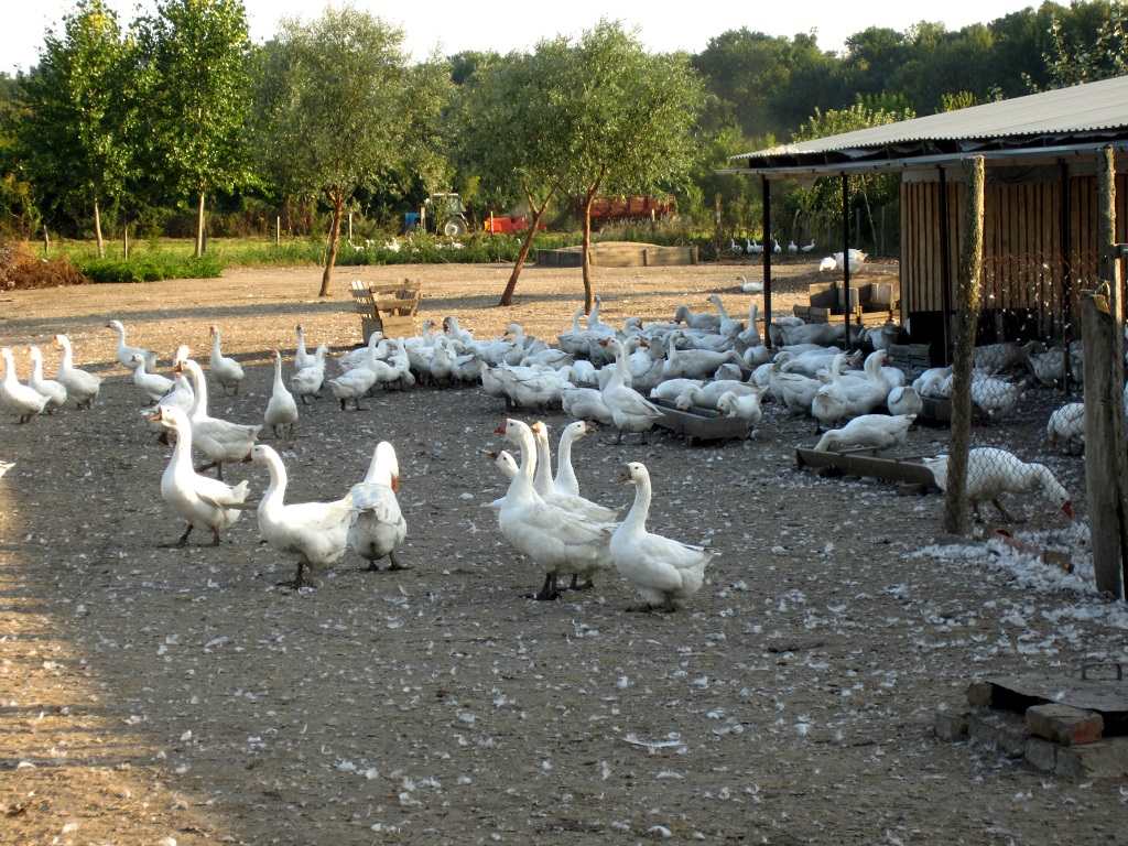ПРОДАЖА СЕЛЬХОЗЗЕМЛИ 160 ГА, ЯБЛОНЕВЫЕ, СЛИВОВЫЕ САДЫ, ФЕРМА В АДЫГЕЕ
