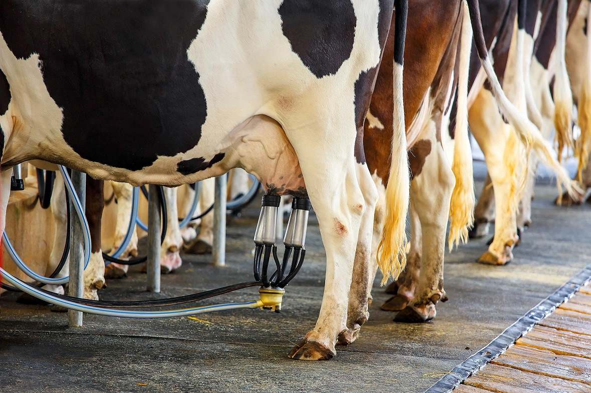  ,  60 . ,   , ,    , FOR SALE AGROHOLDING, AGRICULTURAL LAND 60 THOUSAND GA, CATTLE FARMS, MEAT PRODUCTION, MILK PRODUCTION IN RUSSIA