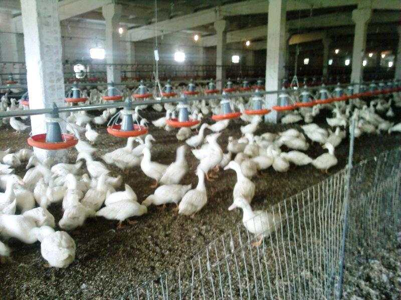 ПРОДАЖА УТИНАЯ ФЕРМА, КУПИТЬ УТИНУЮ ФЕРМУ, ВЫРАЩИВАНИЕ УТОК В КРАСНОДАРСКОМ КРАЕ, ПТИЦЕФЕРМА В ПО ВЫРАЩИВАНИЮ МОЛОДНЯКА УТОК НА МЯСО В КРАСНОДАРСКОМ КРАЕ, разведение и выращивание уток