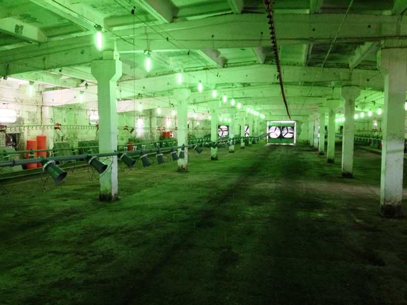 ПРОДАЖА УТИНАЯ ФЕРМА, КУПИТЬ УТИНУЮ ФЕРМУ, ВЫРАЩИВАНИЕ УТОК В КРАСНОДАРСКОМ КРАЕ, ПТИЦЕФЕРМА В ПО ВЫРАЩИВАНИЮ МОЛОДНЯКА УТОК НА МЯСО В КРАСНОДАРСКОМ КРАЕ, разведение и выращивание уток