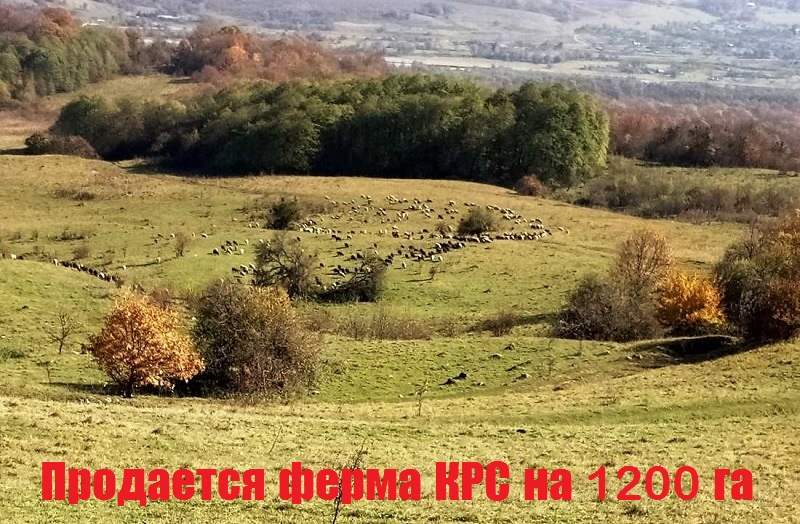 ПРОДАЖА ДЕЙСТВУЮЩАЯ ФЕРМА ПО ВЫРАЩИВАНИЮ КРС МЯСНОГО НАПРАВЛЕНИЯ, КРЕСТЬЯНСКО-ФЕРМЕРСКОЕ ХОЗЯЙСТВО КРС В ПРЕДГОРЬЕ КРАСНОДАРСКОГО КРАЯ